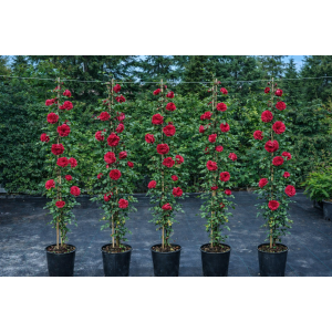 Ruža popínavá (Rosa rampicante) ´EDITH PIAF®´ - výška 170-190 cm, kont. C5L